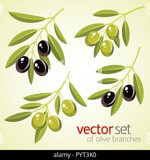 Vektor einrichten von Olivenöl Zweige. Grüne und schwarze Oliven Stock Vektor