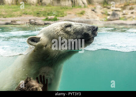 Kleinen Jungen aufpassen Eisbär (Ursus maritimus) schwimmen. Eisbären sind ausgezeichnete Schwimmer und oft Schwimmen für Tage. Sie können Schwimmen unter Wasser f Stockfoto