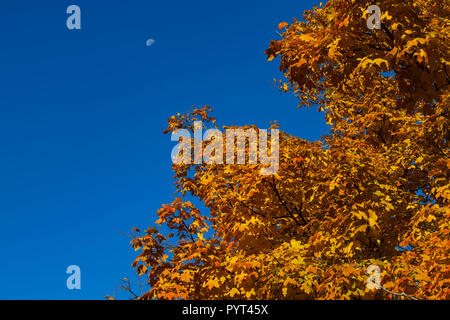 Rote und gelbe Blätter mit dem Mond im Himmel Stockfoto