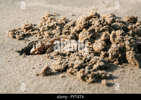 Krabben graben, Loch im Sand am Strand Stockfoto