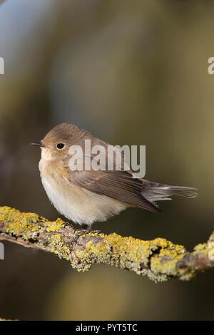 Red-breasted Fliegenschnäpper (Ficedula Parva) Stockfoto