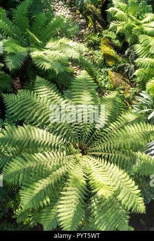 Baumfarn im neu renovierten gemäßigt Haus in Kew Gardens, London Stockfoto