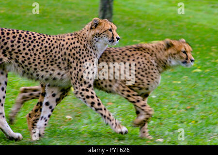 Zwei Geparden laufen auf Gras. Schöne Tiere für ihre Geschwindigkeiten bekannt, wann Sie laufen. Große Jäger, die von den afrikanischen Kontinent sind. Stockfoto