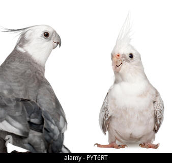 Männlichen und Weiblichen Nymphensittich einander zugewandt, Nymphicus hollandicus, vor weißem Hintergrund Stockfoto