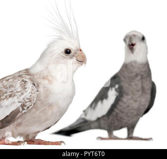 Männlichen und Weiblichen Nymphensittich, Nymphicus hollandicus, vor weißem Hintergrund Stockfoto