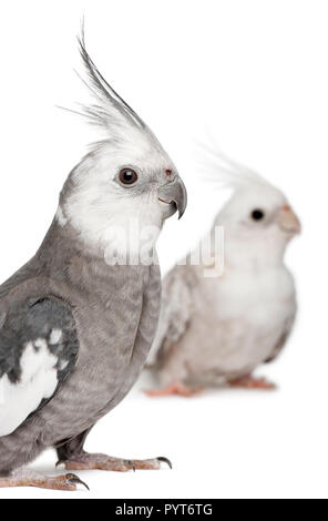 Männlichen und Weiblichen Nymphensittich, Nymphicus hollandicus, vor weißem Hintergrund Stockfoto