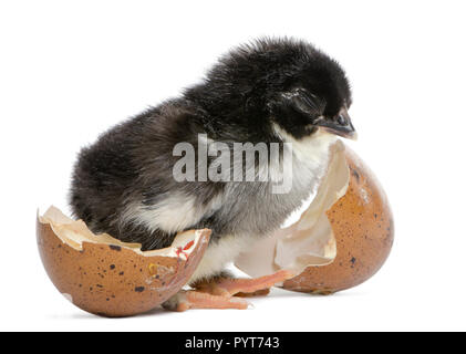 Marans Küken, 15 Stunden alt, neben dem Ei, aus dem er sich gegen die weißen Hintergrund schraffiert Stockfoto