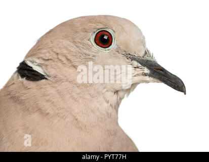 Eurasian Collared Dove, Streptopelia decaocto, oft die Collared Dove gegen weiße Hintergrund aufgerufen Stockfoto