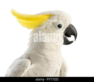 Schwefel-Crested Cockatoo, Cacatua galerita, 30 Jahre alt, vor weißem Hintergrund Stockfoto