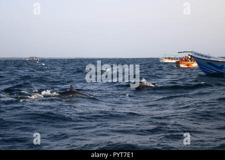 Auf der Suche nach den Delphinen in Trincomalee. In Sri Lanka, August 2018. Stockfoto