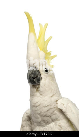 Nahaufnahme einer Schwefel-Crested Cockatoo, Cacatua galerita, 30 Jahre alt, mit Kamm vor weißem Hintergrund Stockfoto