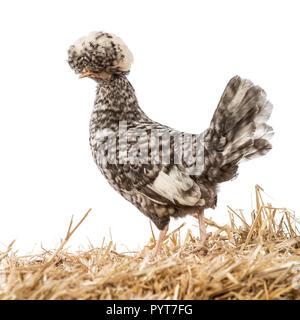 Polnische stehen auf Stroh vor weißem Hintergrund Stockfoto