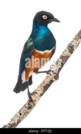 Ausgezeichnete Starling auf einem Zweig - Lamprotornis superbus - auf weißen isoliert Stockfoto