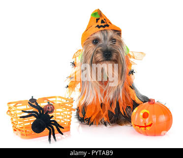 Junge Yorkshire Terrier vor weißem Hintergrund Stockfoto