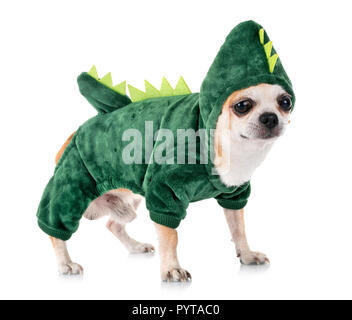 Dinosaurier Chihuahua vor weißem Hintergrund Stockfoto