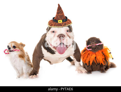 Männliche amerikanische Bully, Chihuahua und spitz vor weißem Hintergrund Stockfoto