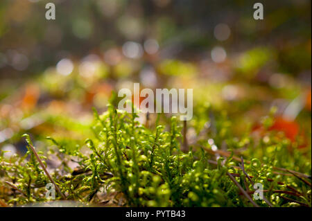 Hintergrundbeleuchtung Farn Sprößlinge in den Pinienwald auf einem sonnigen Herbsttag. Unscharfer Hintergrund. Stockfoto