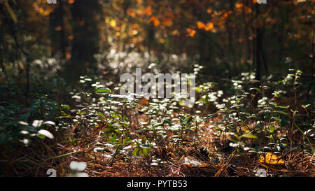 Hintergrundbeleuchtung Sträucher der Preiselbeere, Cowberry oder Vaccinium Vitis-Idaea am Nachmittag Wald. Herbstliche Farben, Wechsel der Jahreszeiten Konzept. Stockfoto