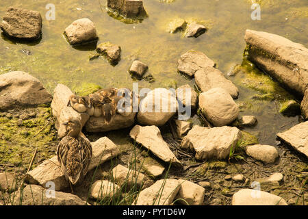 Weibliche Stockente wacht über ihre Küken gepresst zusammen auf einem Felsen am Wasser Stockfoto