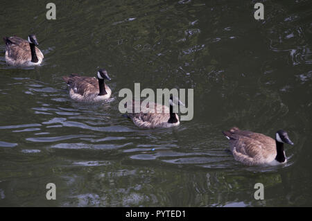 Vier Gänse schwimmen in einer Reihe in Lee Valley Marina in Springfield Park Stamford Hill/Stoke Newington London UK Stockfoto