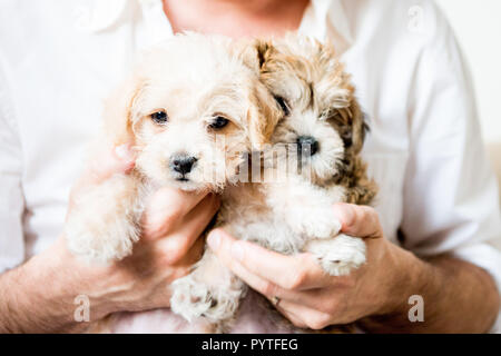 Zwei Welpen statt Cute Adorable Pet-Liebhaber Hände Stockfoto