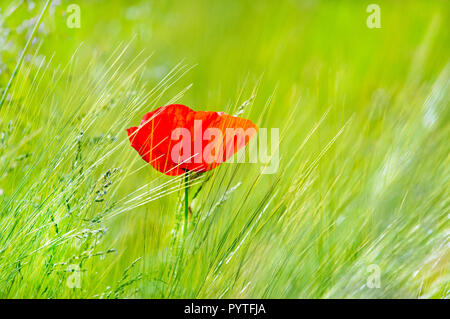 Blühende Feld Mohn (Papaver rhoeas) mitten im Kornfeld. Stockfoto