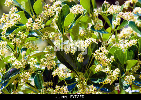 Blätter und Blüten der Australischen Laurel (Pittosporum tobira). Stockfoto