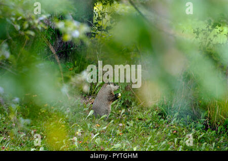 Groundhog oder waldmurmeltier Essen eines Apfels Stockfoto