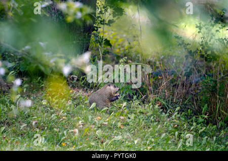 Groundhog oder waldmurmeltier Essen eines Apfels Stockfoto