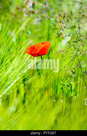 Blühende Feld Mohn (Papaver rhoeas) mitten im Kornfeld. Stockfoto