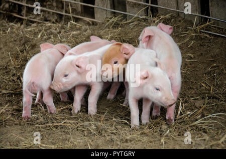 Eine Gruppe von Ferkeln gepresst zusammen in einer Scheune Stockfoto