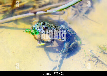 Nahaufnahme der Gelbbauchunke (Bombina variegata) in ihrem natürlichen Lebensraum. Stockfoto