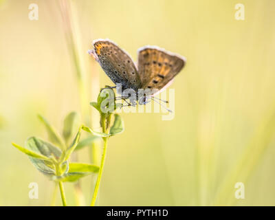 Braun butterfly Rußigen Kupfer (Lycaena tityrus) Erwärmung in der Sonne mit geöffneten Flügeln auf bunten hellen Hintergrund Stockfoto