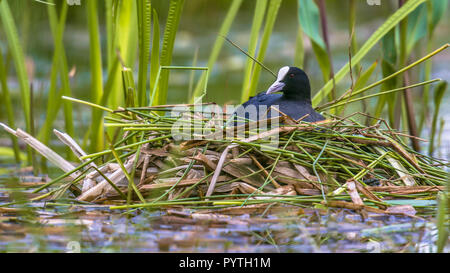 Zucht gemeinsame Blässhuhn (Fulica atra) am Nest in Teich von öffentlichen Park Stockfoto