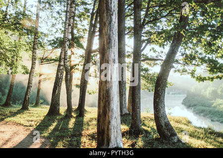 Sonnenstrahlen glänzt durch die Baumstämme. Frühen Sommermorgen. Stockfoto