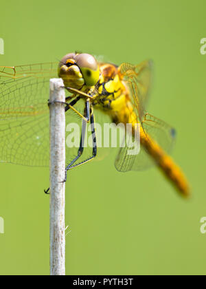 Vagrant Darter Dragonfly (Sympetrum vulgatum) ruht auf einem Twing mit leuchtend grünen Hintergrund Stockfoto