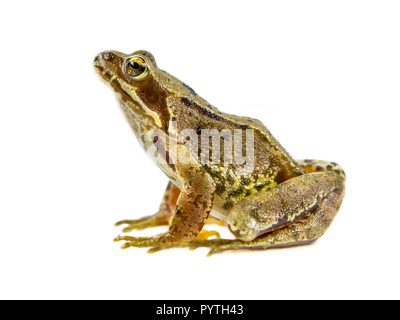 Alert Grasfrosch (Rana temporaria) über entfernt auf weißem Hintergrund zu springen Stockfoto