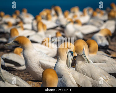 Australasian Gannets in der umwerbung in der Brutkolonie von Cape Kidnapper, Neuseeland Stockfoto