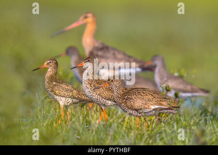 Gruppe der Rotschenkel (Tringa totanus) wader Vögel mit größeren Uferschnepfe (Limosa limosa) Vogel im Hintergrund auf dem Stillstehen Gründen während der Migration Stockfoto