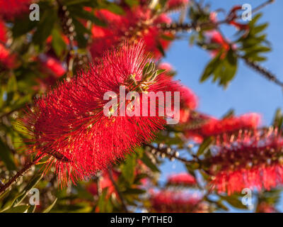 Rote Blüten des Baumes Pohutukawa in Neuseeland Stockfoto