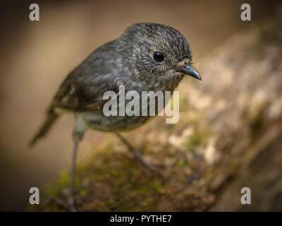 Cute Neuseeland North Island Robin (Petroica longipes) auf Zuschauer Stockfoto