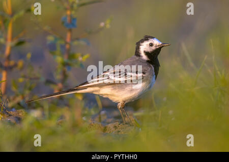 Bachstelze (Motacilla alba) Nahrungssuche im Grünland der wetland Nature Reserve in den Niederlanden Stockfoto