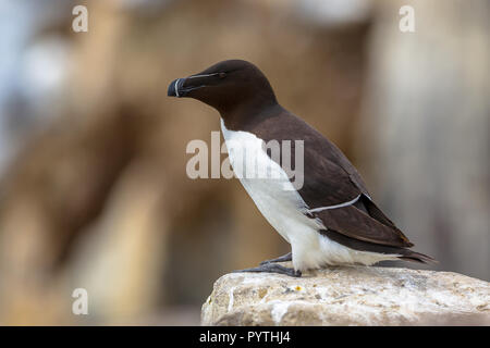 Tordalk (Alca torda) auf Felsen in der Brutkolonie auf die Farne Islands, Großbritannien thront Stockfoto