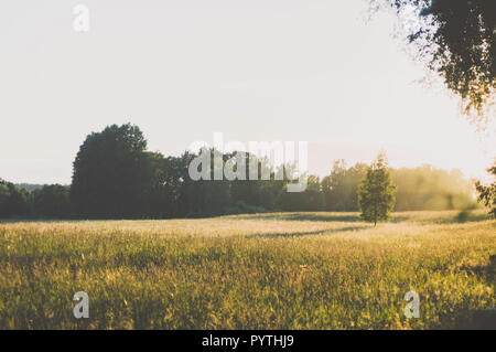 Birke im Gras Feld. Langer abend Schatten. Stockfoto