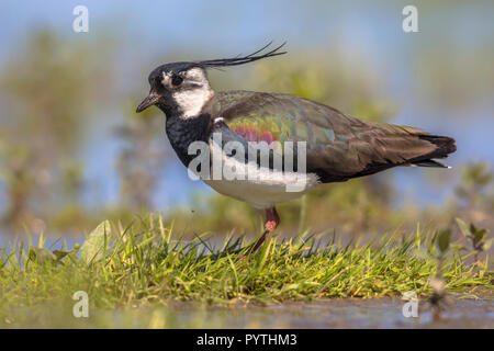 Northern Kiebitz (Vanellus vanellus) männliche Ständigen majestätisch durch Grünland Lebensraum mit Wind in Crest. Iridiscent Farben sind auf der Bir sichtbar Stockfoto