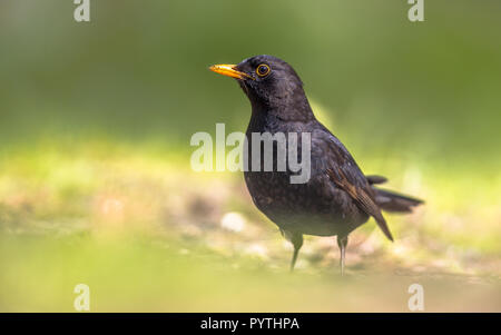 Männliche Amsel (Turdus merula) Nahrungssuche im Hinterhof auf grünem Hintergrund Stockfoto