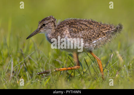 Uferschnepfe (Limosa limosa) Küken durch Gras und auf die Jagd nach Insekten. Diese wader Vogel Zucht in der niederländischen Küstengebiete. Über Stockfoto