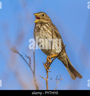 Corn Bunting (Emberiza calandra) gehockt und Gesänge aus hohen Position Stockfoto