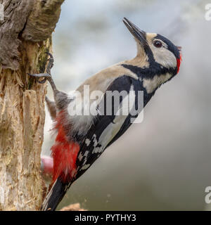 Buntspecht (Dendrocopos major) auf einem Baum in der vertikalen Position gehockt. Diese Schwarz, Weiß mit roten Wald Vogel ist verteilten Stockfoto