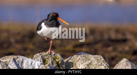 Panorama der Eurasischen Austernfischer (Haematopus ostralegus) auch die gemeinsame pied Austernfischer, oder paläarktis Austernfischer stehen auf einem l bekannt Stockfoto